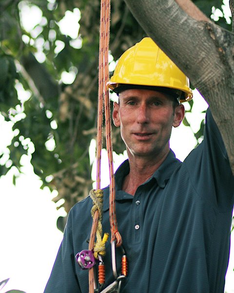Dave Spilsbury climbing a tree