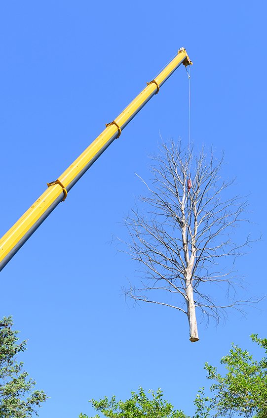 Technical & Hazardous Tree Removals
