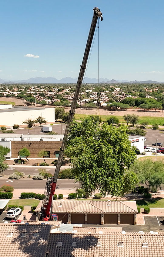 Crane Assisted Removals